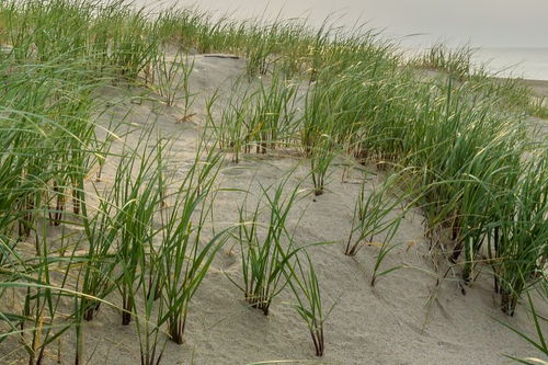 芦苇：防洪固土的生态价值