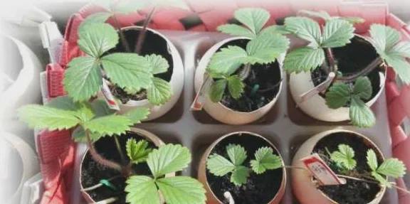 花盆施肥的小秘密，你了解多少？