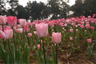 郁金香温泉：一个花木环绕的疗愈秘境