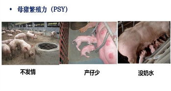 母猪繁殖中那些让人头疼的问题，难道真的有解决之道吗？