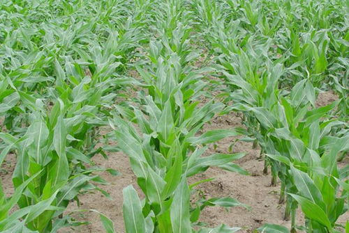玉米除草剂喷完，草死后效果何时显现？