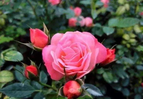 月季老化，花开减少的烦恼？堪这里！