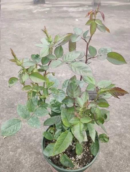 月季花后修剪回剪枝条，应该剪掉多少长度才能促进新芽生长