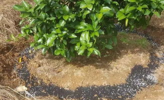 花蕾细小勿忧，巧施肥水助其壮