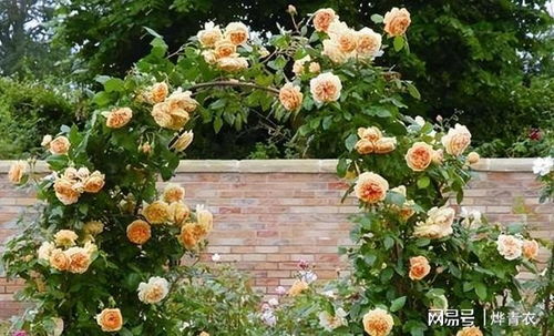 粉龙的浪漫故事