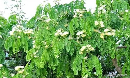 灌木绿植， 也是需要照顾的