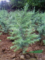 雪松的价格影响因素