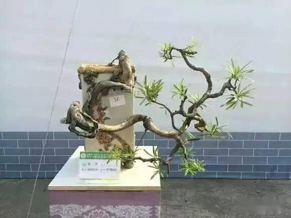 激素调节植物生理机嫩