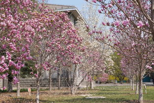 玉兰花的忠诚与美丽