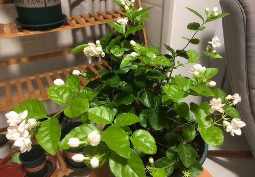 南方盆栽植物过冬，如何安全度过寒冷冬季