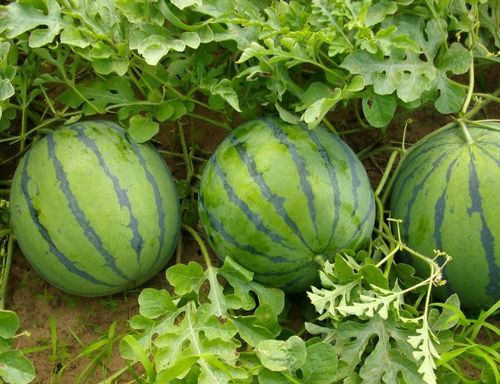 防治方法，哪种农药合适？