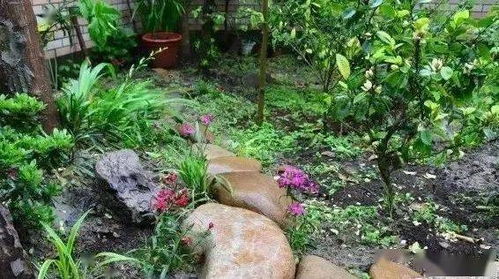 种植过程：根系舒展， 成活无忧