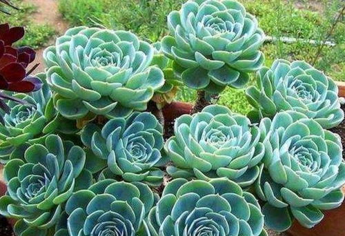 多肉植物怎么养？如何让它们长得更美