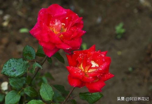 养护月季苗的小技巧