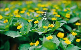 清明草，又名清明花，春日爆款花卉，清新上市！
