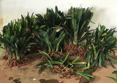 巴西木的养护小知识