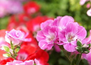 铁线莲， 藤本花卉的皇后