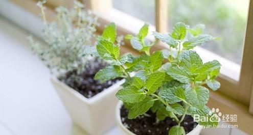 盆景里的小麻烦：蚂蚁怎么来啦？