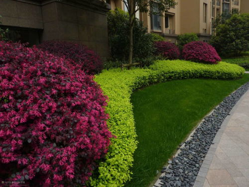 球茎类的花花草草， 花开得正当时