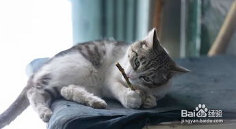 猫薄荷是毒品吗？它对猫的真正作用是什么