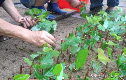 了解插穗品种的生根习性