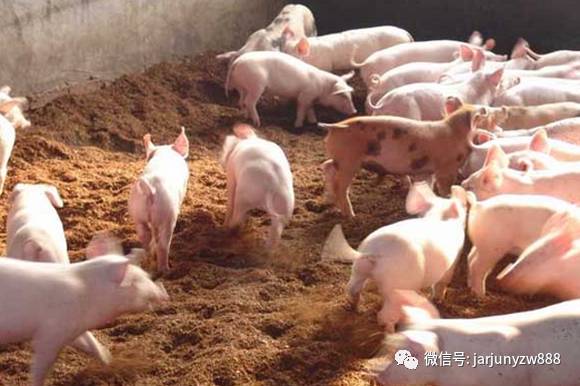 如何通过3个关键干预窗口降低断奶仔猪蓝耳病死淘率？