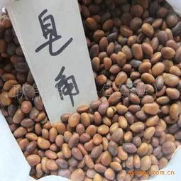 正宗大皂角种子