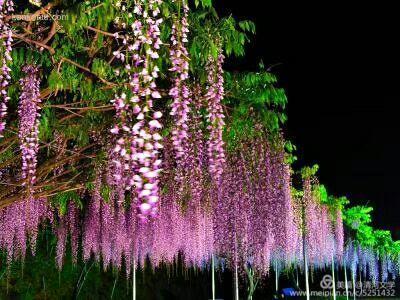 紫藤的岁月流转