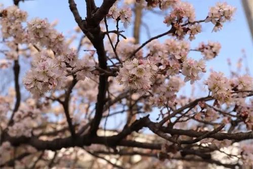 杏花盛开季，最佳观赏期是何时