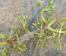 灰霉病的频繁时期