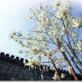 球兰花象征着坚韧与友谊，那么它在我国传统文化中蕴含着怎样的深刻文化内涵呢