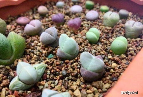 多肉植物屁股花怎么养？如何让它绽放更多色彩