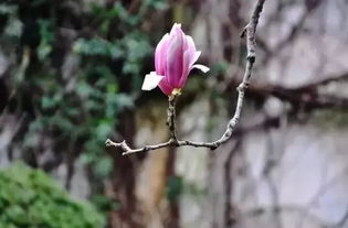 玉兰花的故事：美丽背后的传说