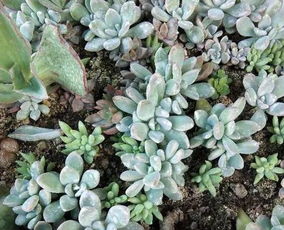 扶桑花浇水指南：从幼苗到盛夏，环境温度下的最佳时间点