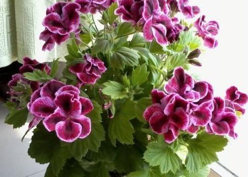 四叶草，心情的守护神