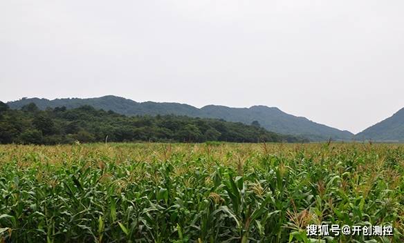 耐涝三剑客：水蜈蚣草、 海雀稗、铺地黍嫩在水深10cm环境存活90天