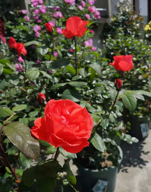 月季网绿化月季简易种植办法，揭秘月季种植后的黄叶难题！