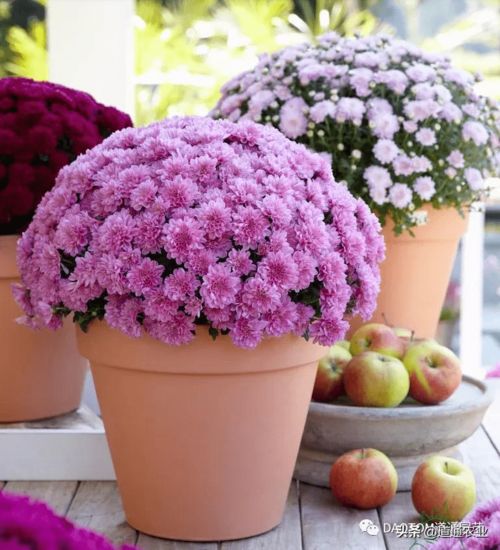 菊花在什么季节和具体时间换盆最合适呢