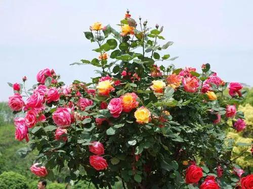 月季叶子发黄，雨天养护攻略大揭秘