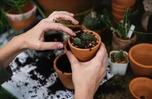 茶水浇花：促进植物生长的营养物质