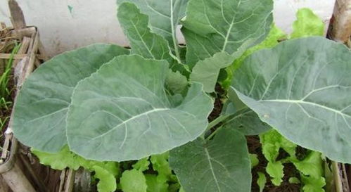 第一种菜：红烧肉