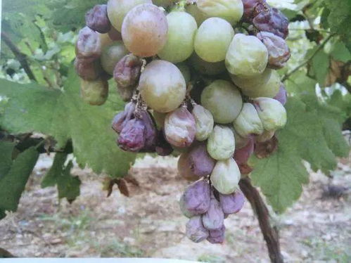 代森锰锌：广谱低毒， 但需警惕抗药性