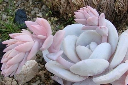 芙蓉雪莲多肉如何浇水？保持土壤微湿是关键吗