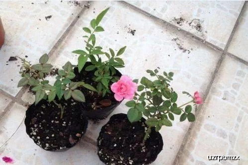 浇水也有讲究：浇水篇