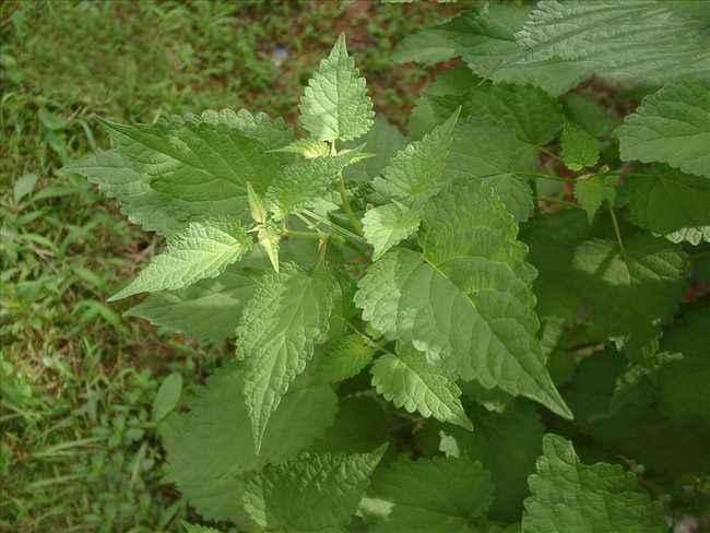 极端高温种植实验， 让你的绿地变热带雨林
