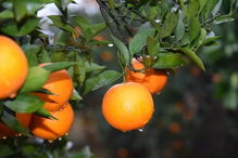 杏树夏天不出苗的烦恼， 果农教你三招破解