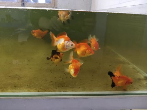 冬天如何科学养殖小金鱼？水温控制有何讲究