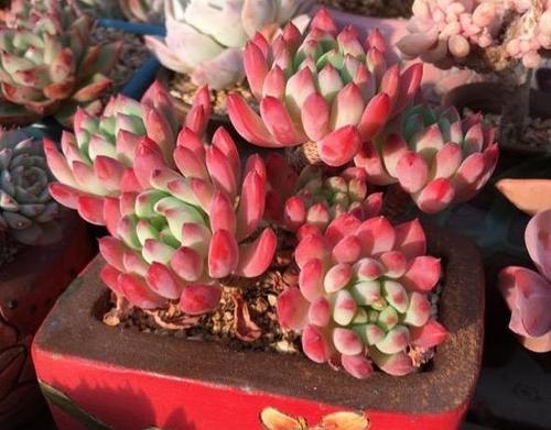 多肉植物秋天换盆需要注意哪些事项和技巧