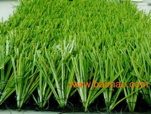 6. 拜耳：草坪的守护者