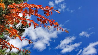 浙江超全的赏红叶攻略了解一下